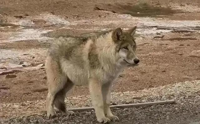 狗的寿命能活多少年，犬的平均寿命是多少岁