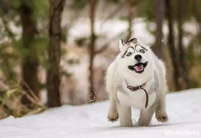 西伯利亚雪橇犬是哈士奇吗，哈士奇是西伯利亚雪橇犬吗