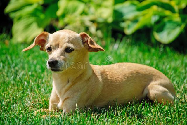 小型短毛犬品种大全，小型犬种类介绍