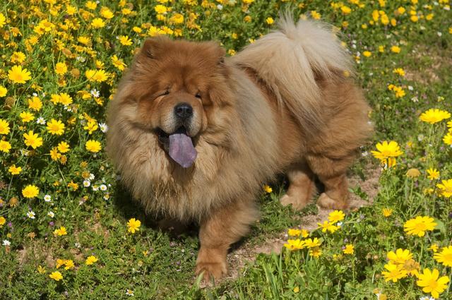 大白熊犬适合家庭养吗，大白熊犬家庭适应性