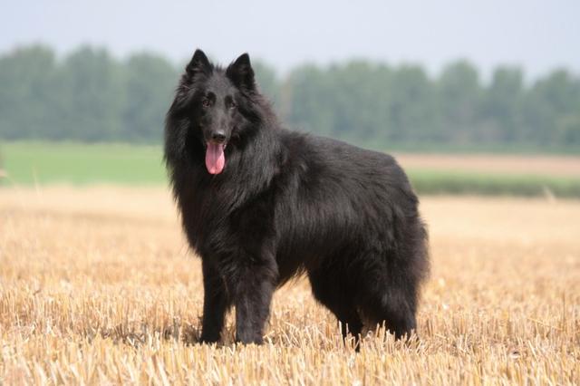 比利时牧羊犬黑色，黑色比利时牧羊犬
