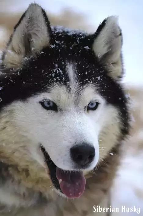 西伯利亚雪橇犬是哈士奇吗，哈士奇是西伯利亚雪橇犬吗