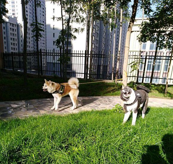 养秋田犬的禁忌，秋田犬护理要点