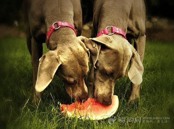 狗狗感冒用什么药，犬病药物治疗