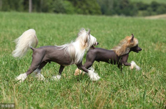 冠毛犬的优缺点，典型冠毛犬特征