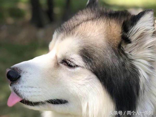 哈士奇犬特点以及性格，哈士奇狗品种特征及性格特点