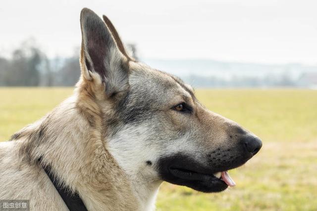 捷克狼犬是狼还是狗，捷克狼犬性格特点