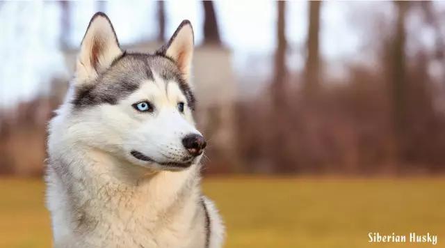 西伯利亚雪橇犬是哈士奇吗，哈士奇是西伯利亚雪橇犬吗