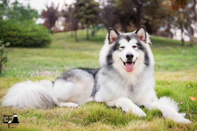 大白熊犬适合家庭养吗，大白熊犬家庭适应性