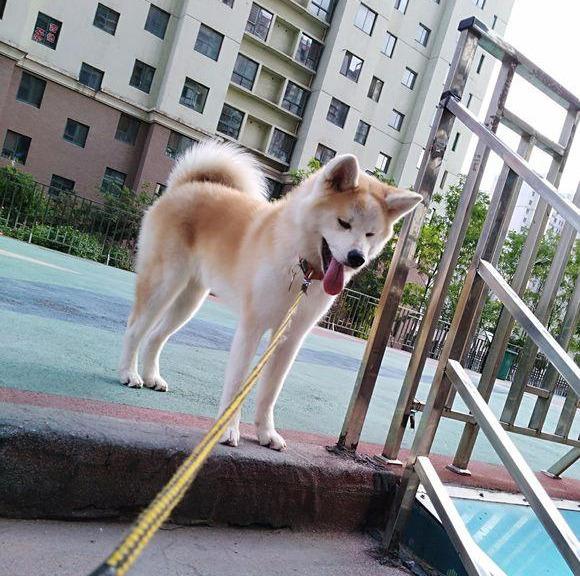 养秋田犬的禁忌，秋田犬护理要点