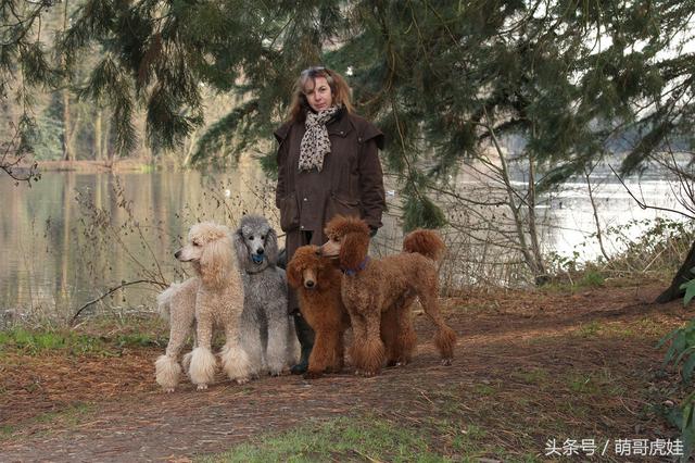 迷你贵宾犬和玩具贵宾，小型贵宾狗品种