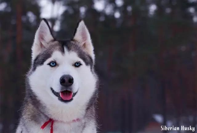 西伯利亚雪橇犬是哈士奇吗，哈士奇是西伯利亚雪橇犬吗