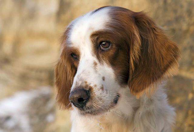 爱尔兰塞特犬，可爱的塞特犬