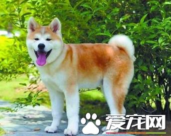 秋田犬智商，秋田犬智商水平