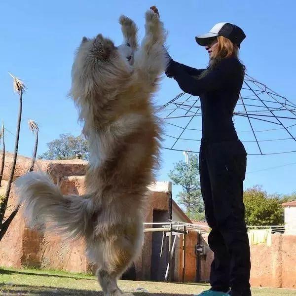 三大雪橇犬，雪地巨犬品种