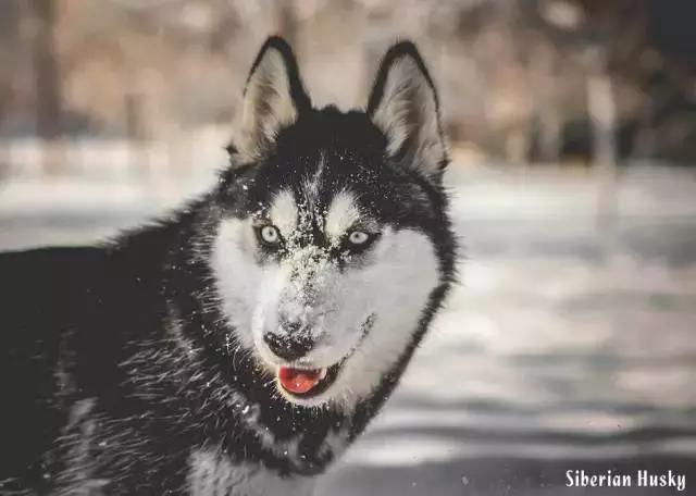 西伯利亚雪橇犬是哈士奇吗，哈士奇是西伯利亚雪橇犬吗