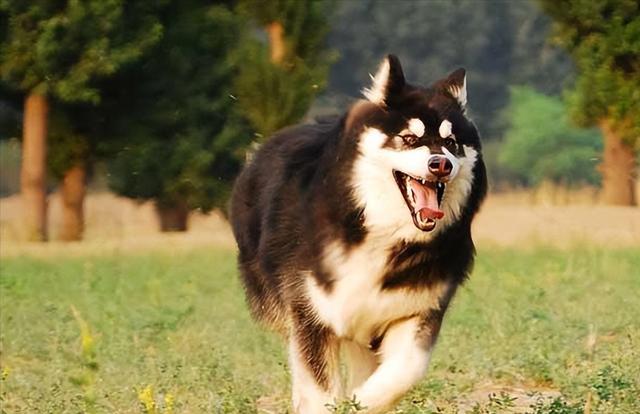 巨贵犬有攻击性吗，犬的攻击性评估