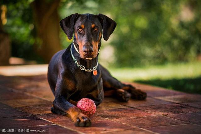 史宾格犬和边牧哪个好，边牧和史宾格犬区别