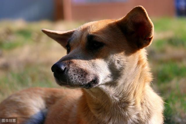 为什么警犬不用莱州红犬，警犬选用原因