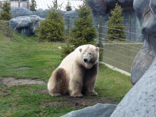大白熊幼犬，北极白熊幼崽
