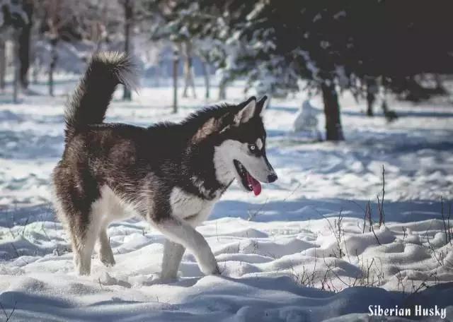 西伯利亚雪橇犬是哈士奇吗，哈士奇是西伯利亚雪橇犬吗