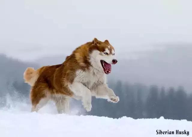 西伯利亚雪橇犬是哈士奇吗，哈士奇是西伯利亚雪橇犬吗