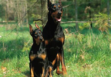 杜高犬怎么养，杜高犬护理技巧