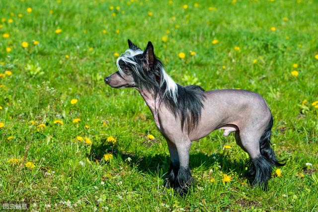 冠毛犬的优缺点，典型冠毛犬特征