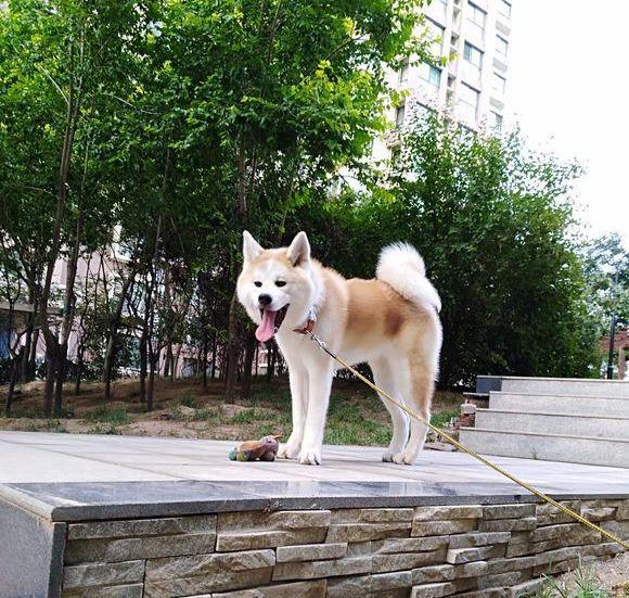 养秋田犬的禁忌，秋田犬护理要点