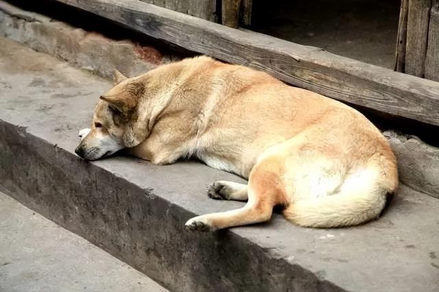 狗的寿命能活多少年，犬的平均寿命是多少岁