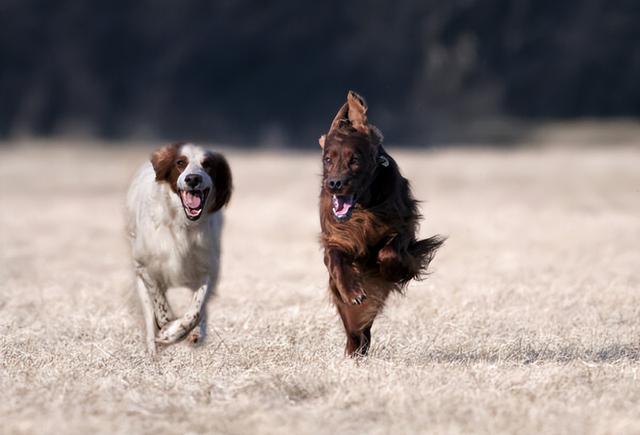 爱尔兰塞特犬，可爱的塞特犬