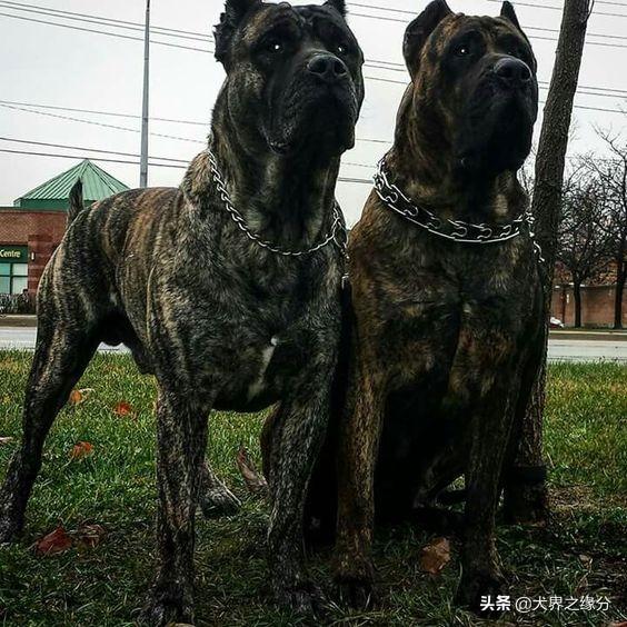 护卫犬排行榜，护卫犬品种排名