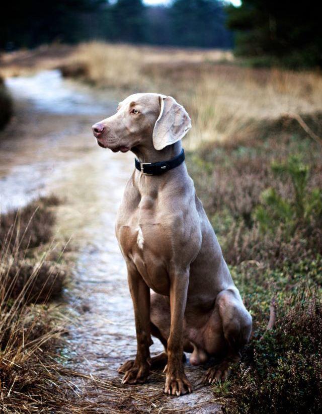 幽灵犬是什么品种，猎犬的特点及饲养技巧
