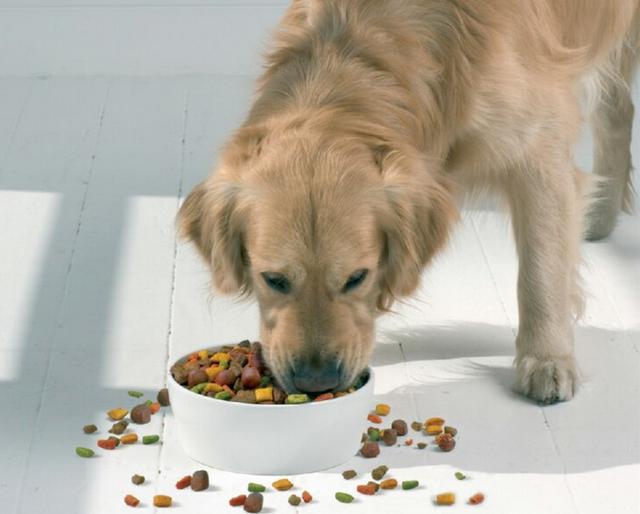 幼犬吃什么狗粮最好，幼犬适合吃什么狗粮最佳