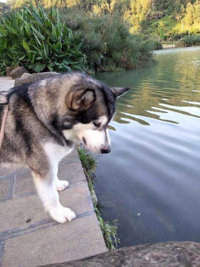 为什么警犬不用莱州红犬，警犬选用原因