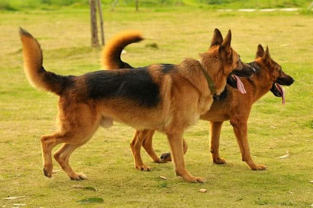 史宾格犬和边牧哪个好，边牧和史宾格犬区别