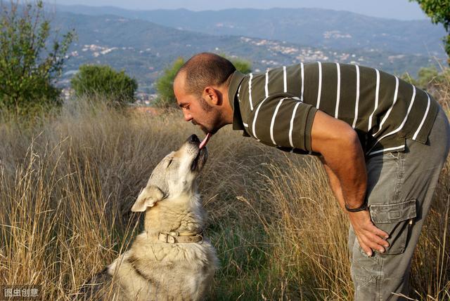 捷克狼犬是狼还是狗，捷克狼犬性格特点