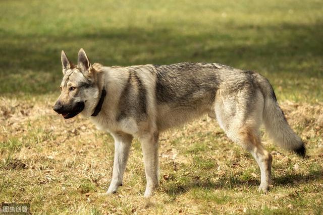 捷克狼犬是狼还是狗，捷克狼犬性格特点