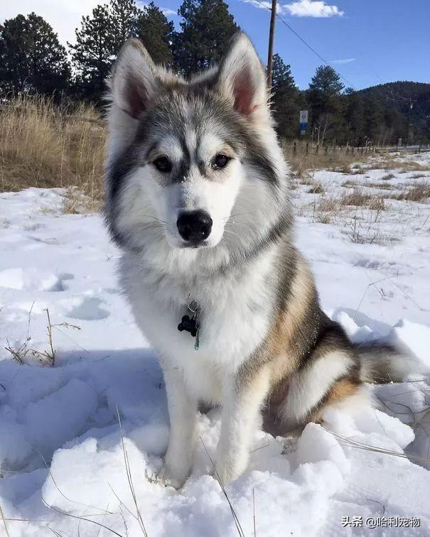 阿拉斯加哈士奇混血，哈士奇混血犬特征