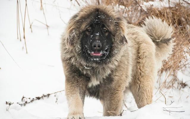 三大雪橇犬，雪地巨犬品种