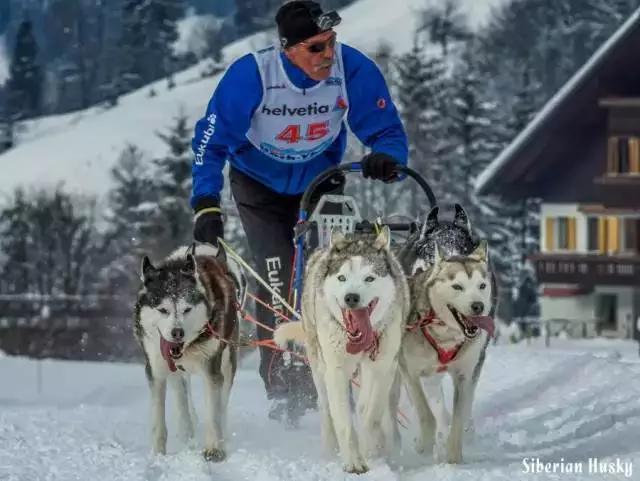 西伯利亚雪橇犬是哈士奇吗，哈士奇是西伯利亚雪橇犬吗