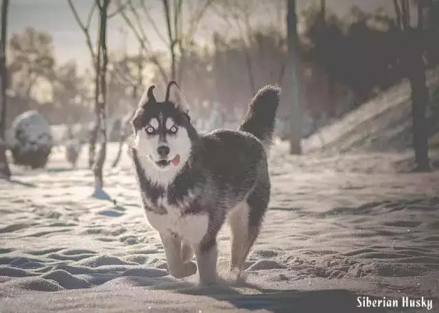 西伯利亚雪橇犬是哈士奇吗，哈士奇是西伯利亚雪橇犬吗