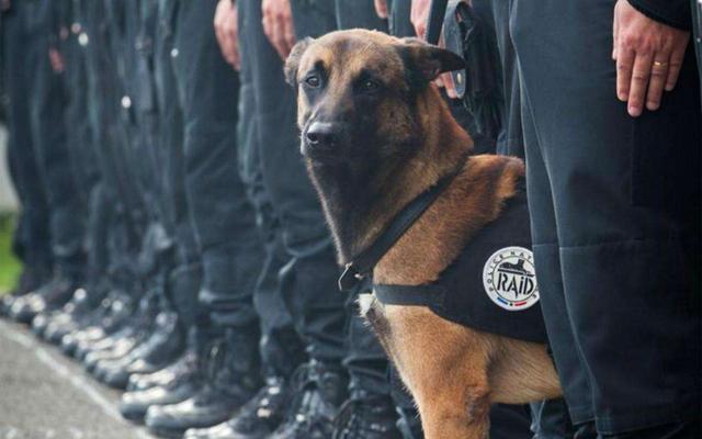 为什么警犬不用莱州红犬，警犬选用原因