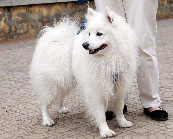 银狐犬怎么养，银狐犬护理技巧