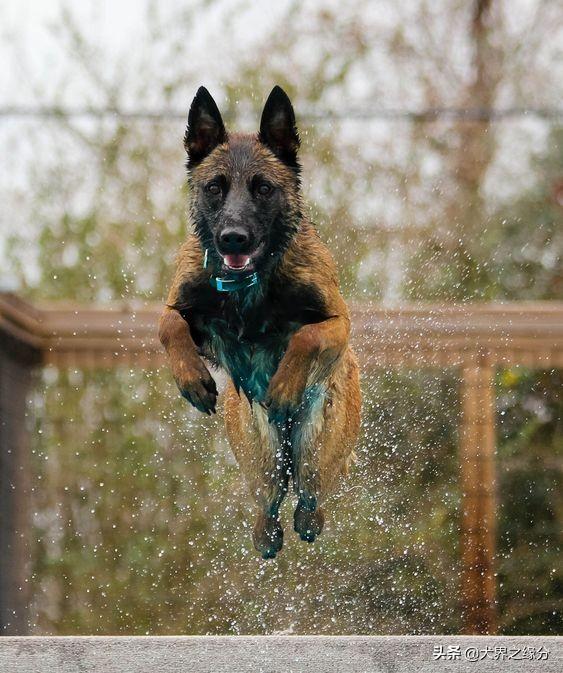 护卫犬排行榜，护卫犬品种排名