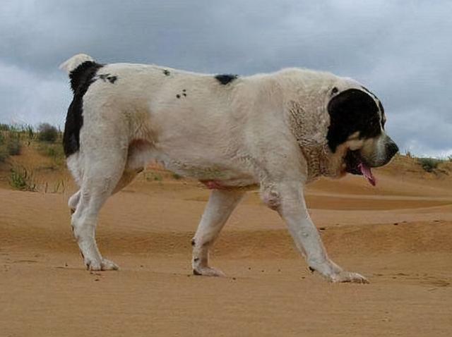 杜高犬有几种颜色，狗狗的毛色分类