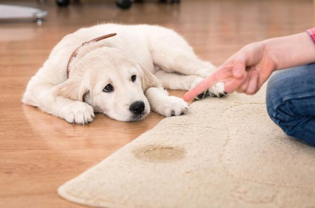 柯基幼犬怎么训练上厕所，小犬如何上厕所训练