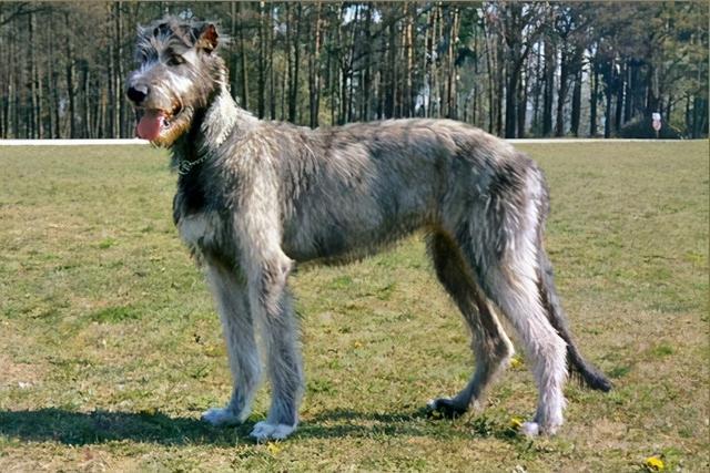 杜高犬有几种颜色，狗狗的毛色分类