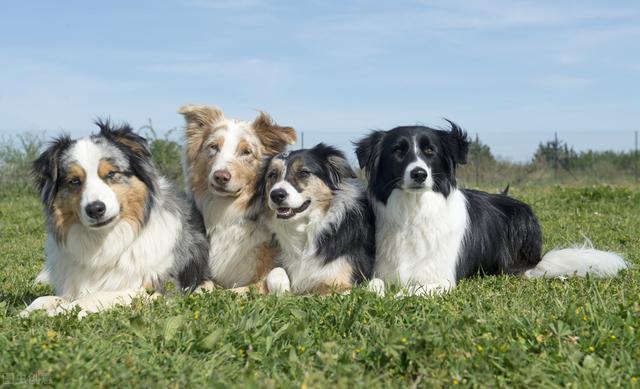 牧羊犬名字霸气的顺口，霸气牧羊犬名字大全