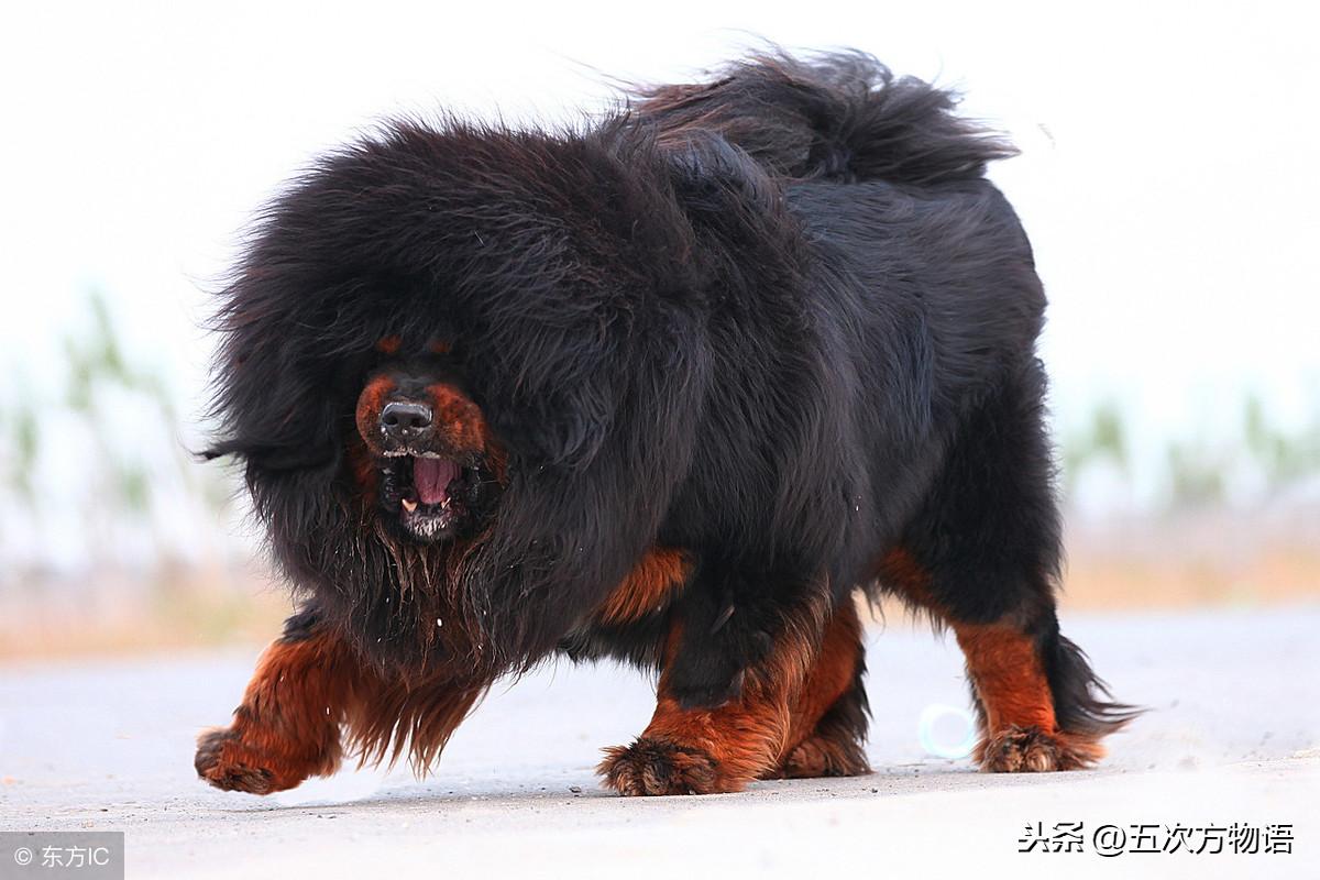 什么狗长得快适合做肉狗品种，长得快的猎犬适合肉狗